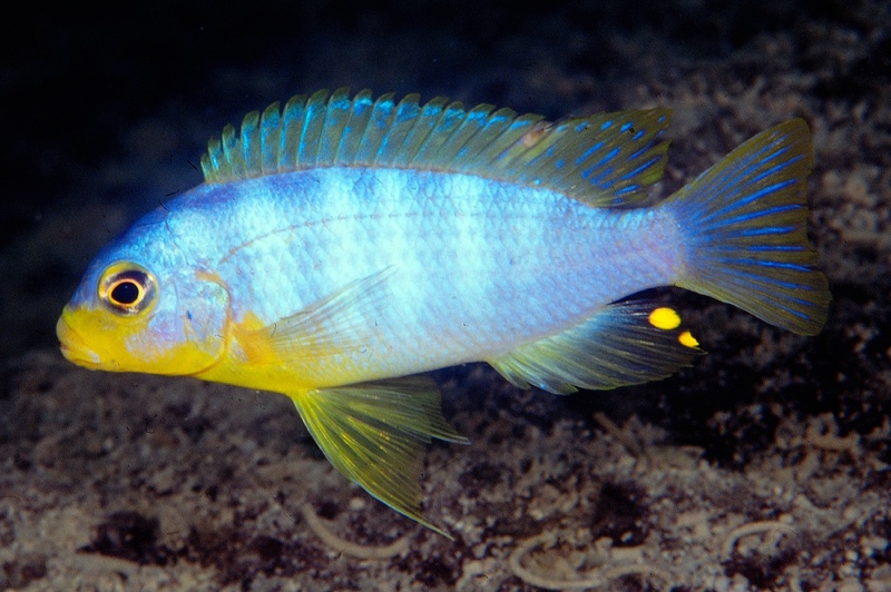 Maylandia aurora 'Likoma Island'